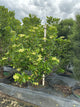 Viburnum nudum 'Winterthur'