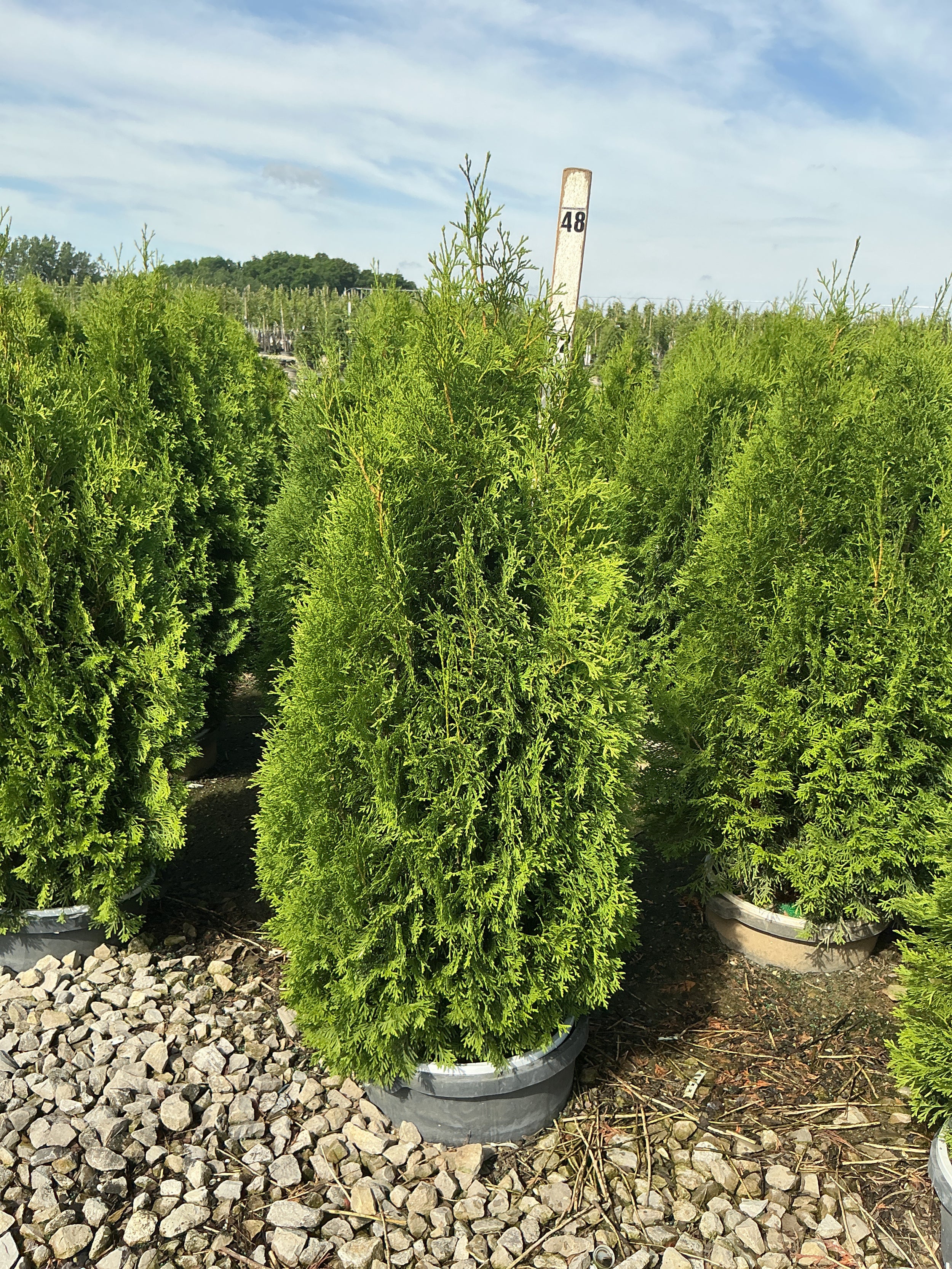 Thuja occidentalis 'Art Boe'