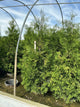 Thuja occidentalis 'Wintergreen'