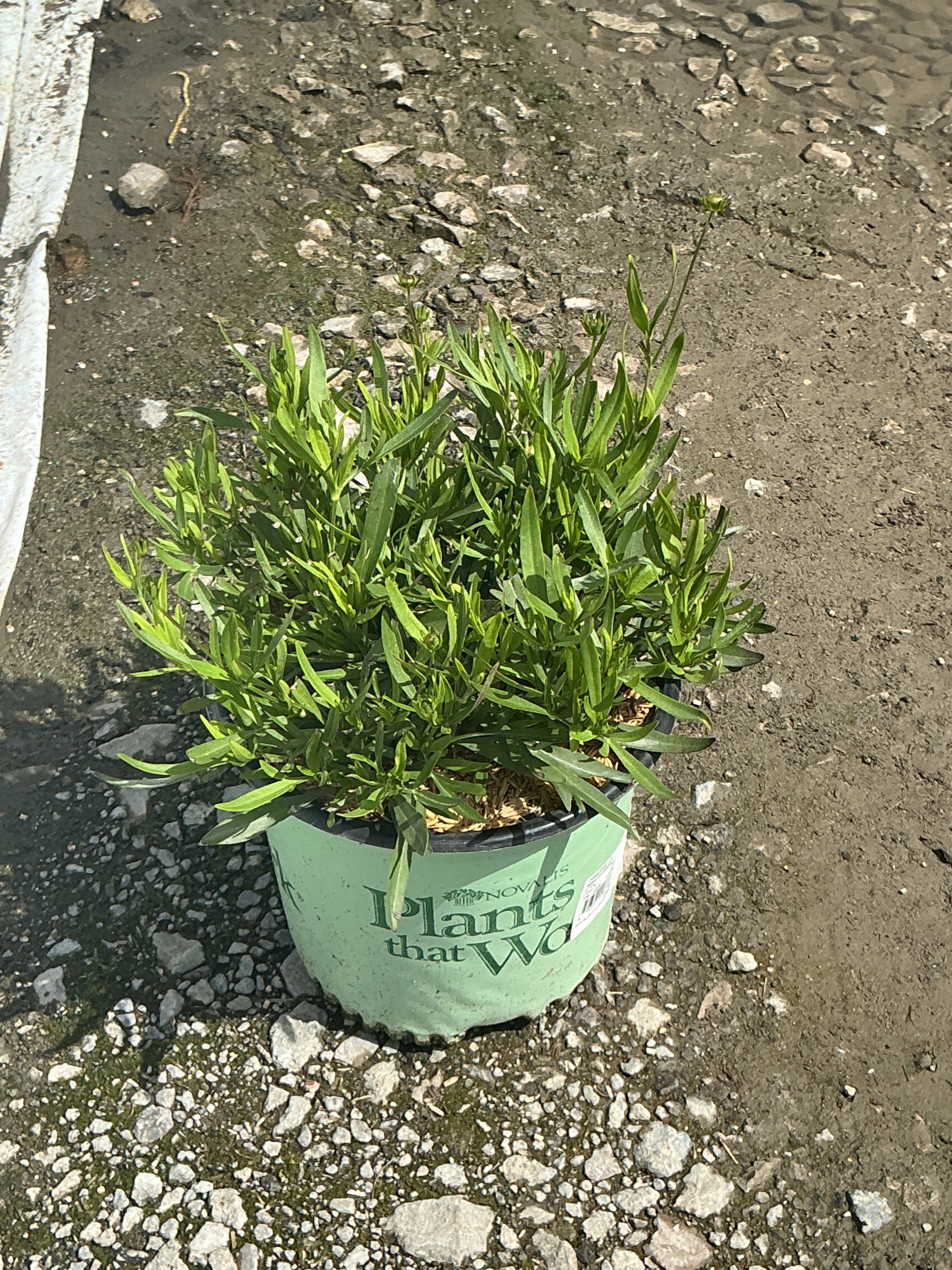 Coreopsis x 'Lil Bang Daybreak'