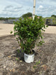 Hydrangea 'P Quick Fire Fab'