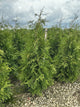 Thuja plicata 'Green Giant'