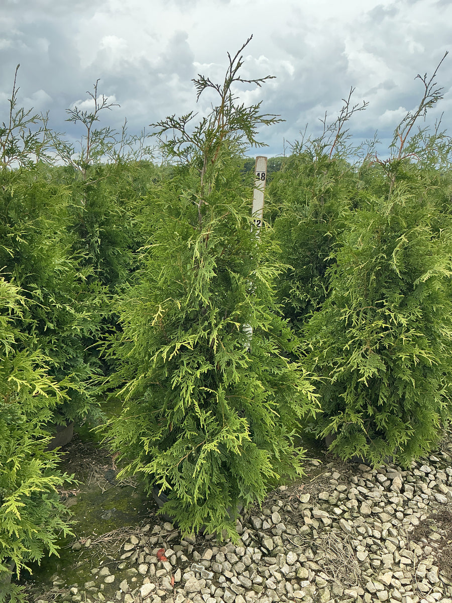 Thuja plicata 'Green Giant' — G7 48-60