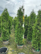 Thuja occidentalis 'Thin Man'