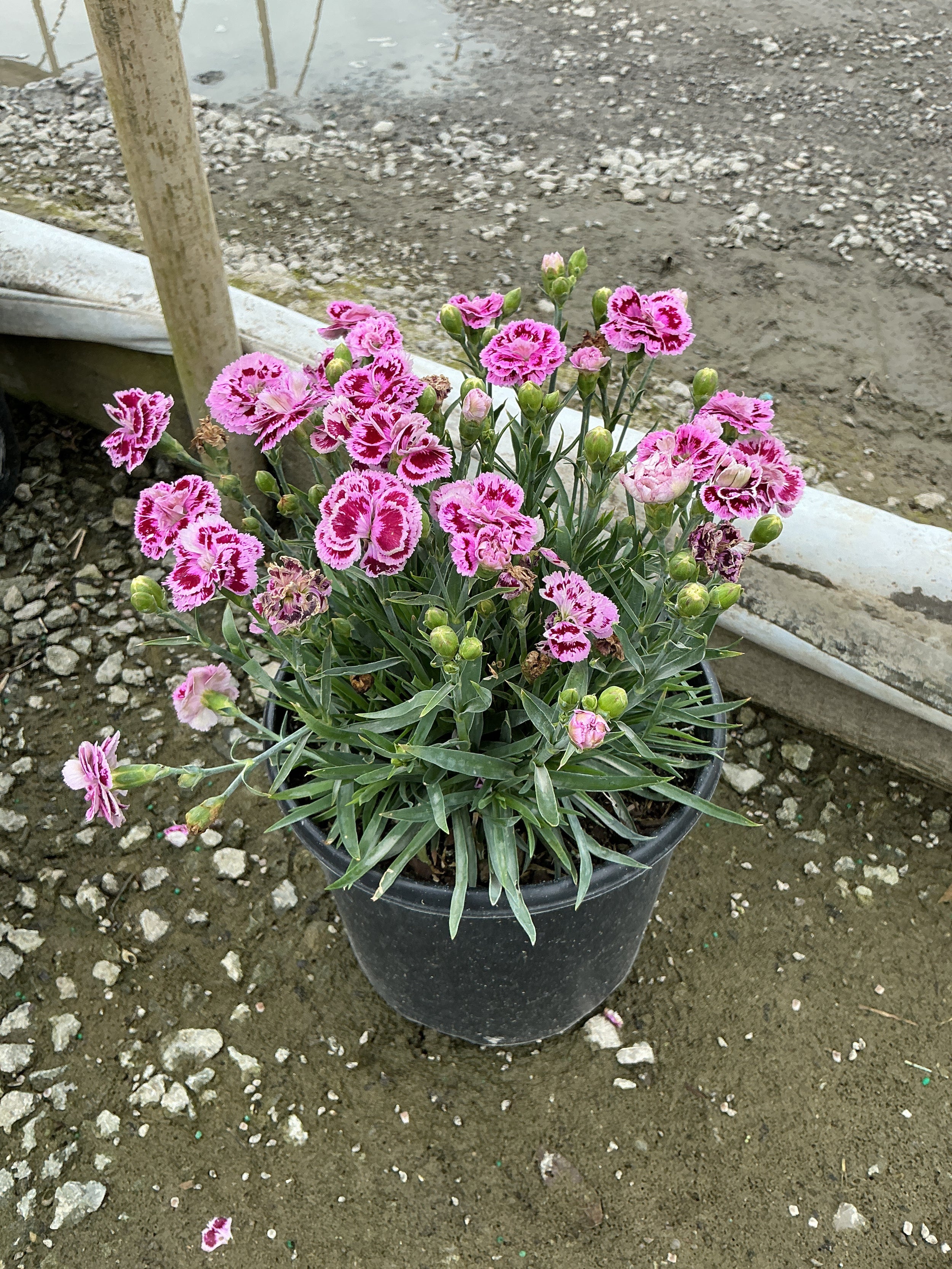 Dianthus delilah 'Purple Bicolor'