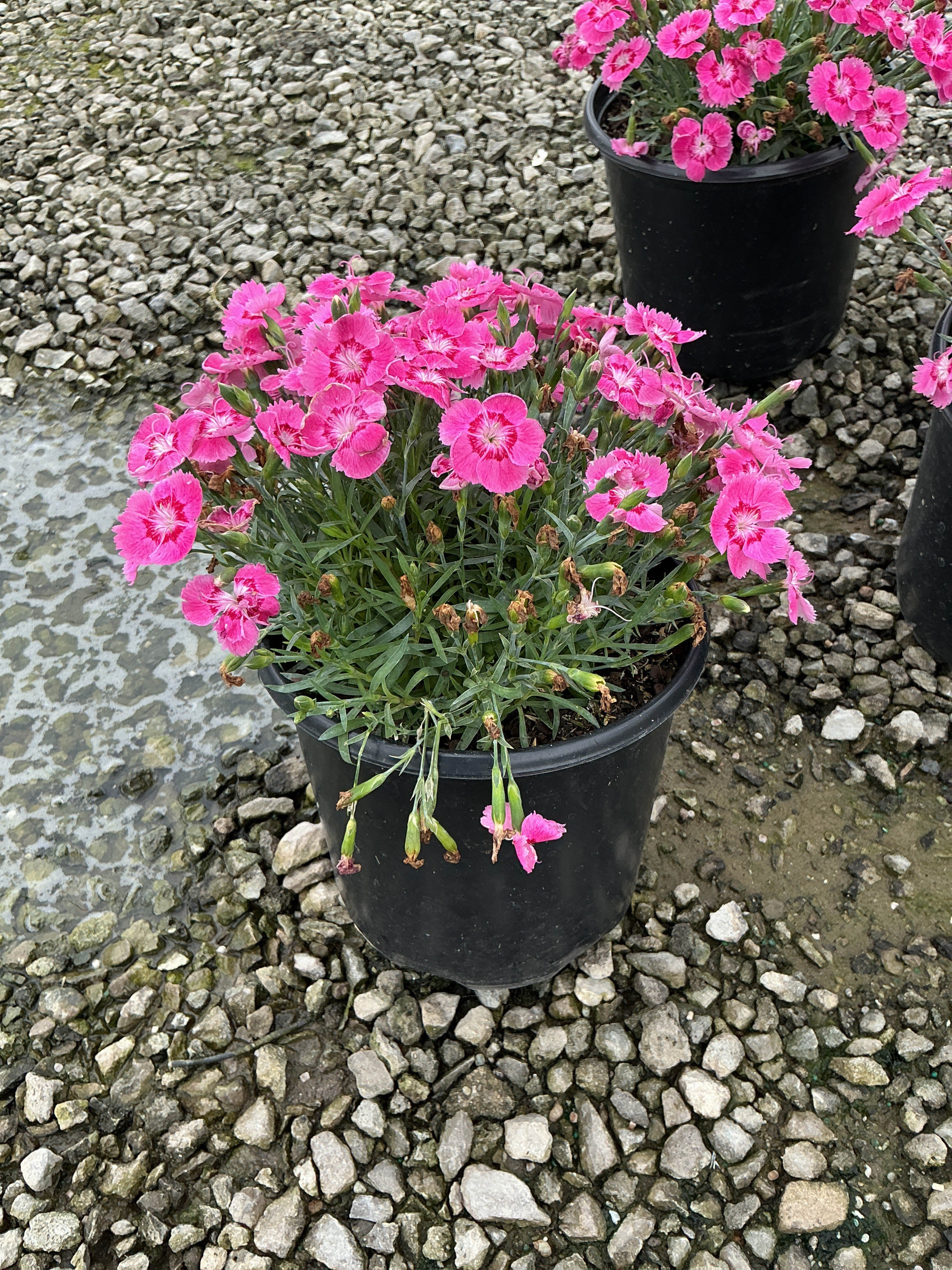 Dianthus 'Everbloom Strawberry Tart'