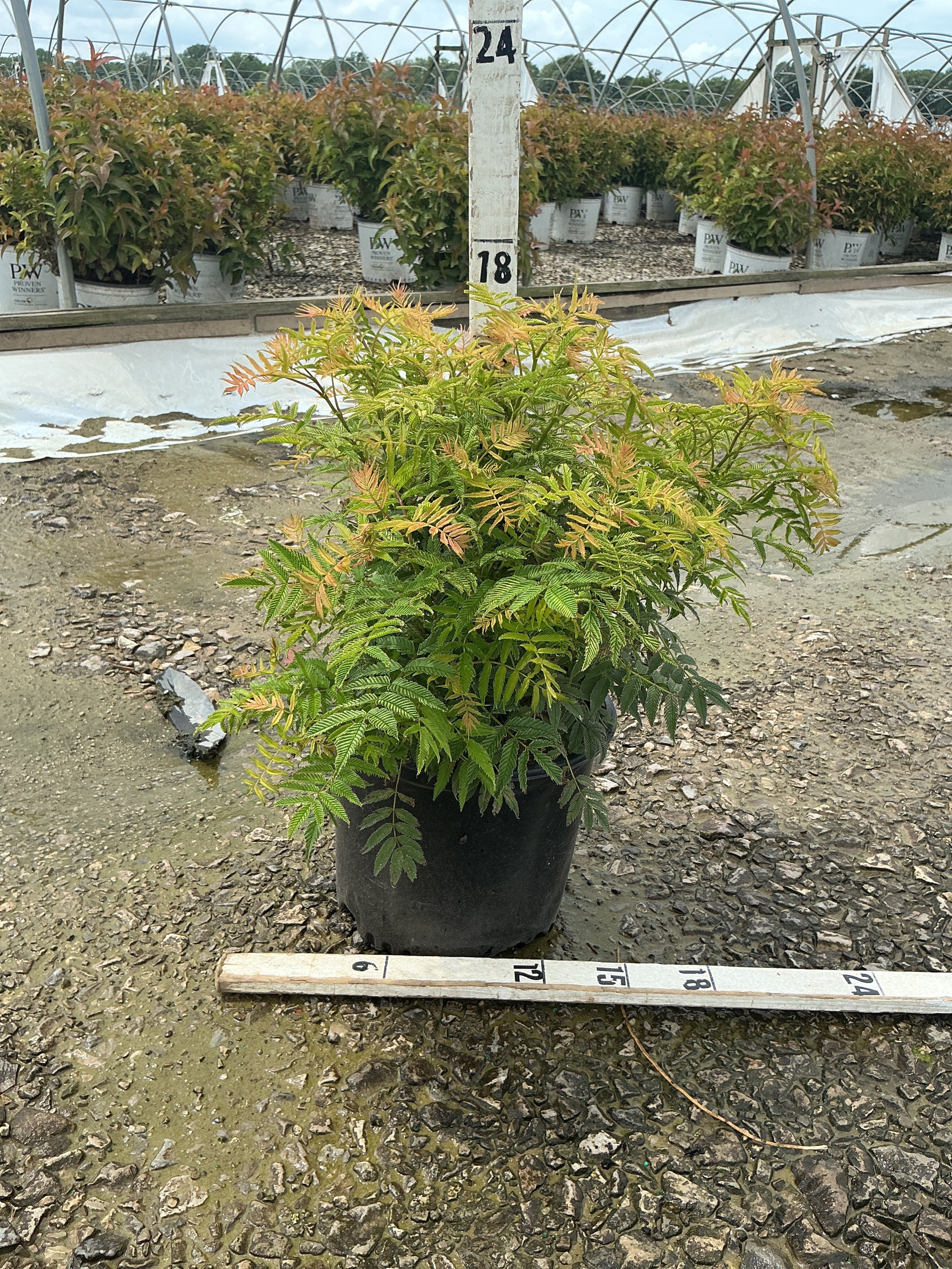 Sorbaria sorbifolia 'Sem'