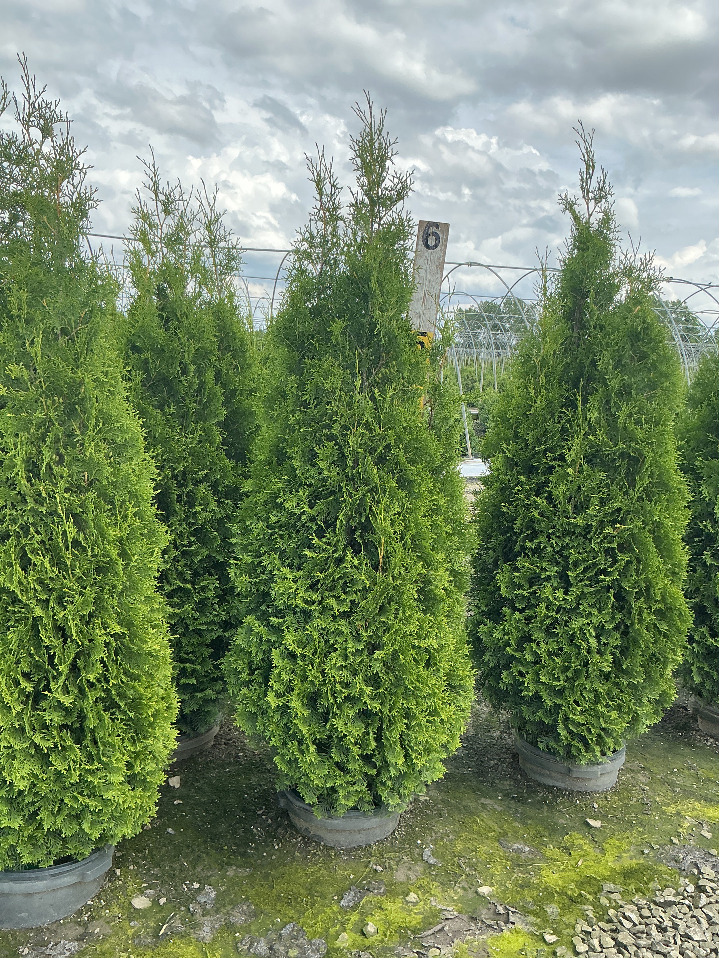 Thuja occidentalis 'King of Brabant'