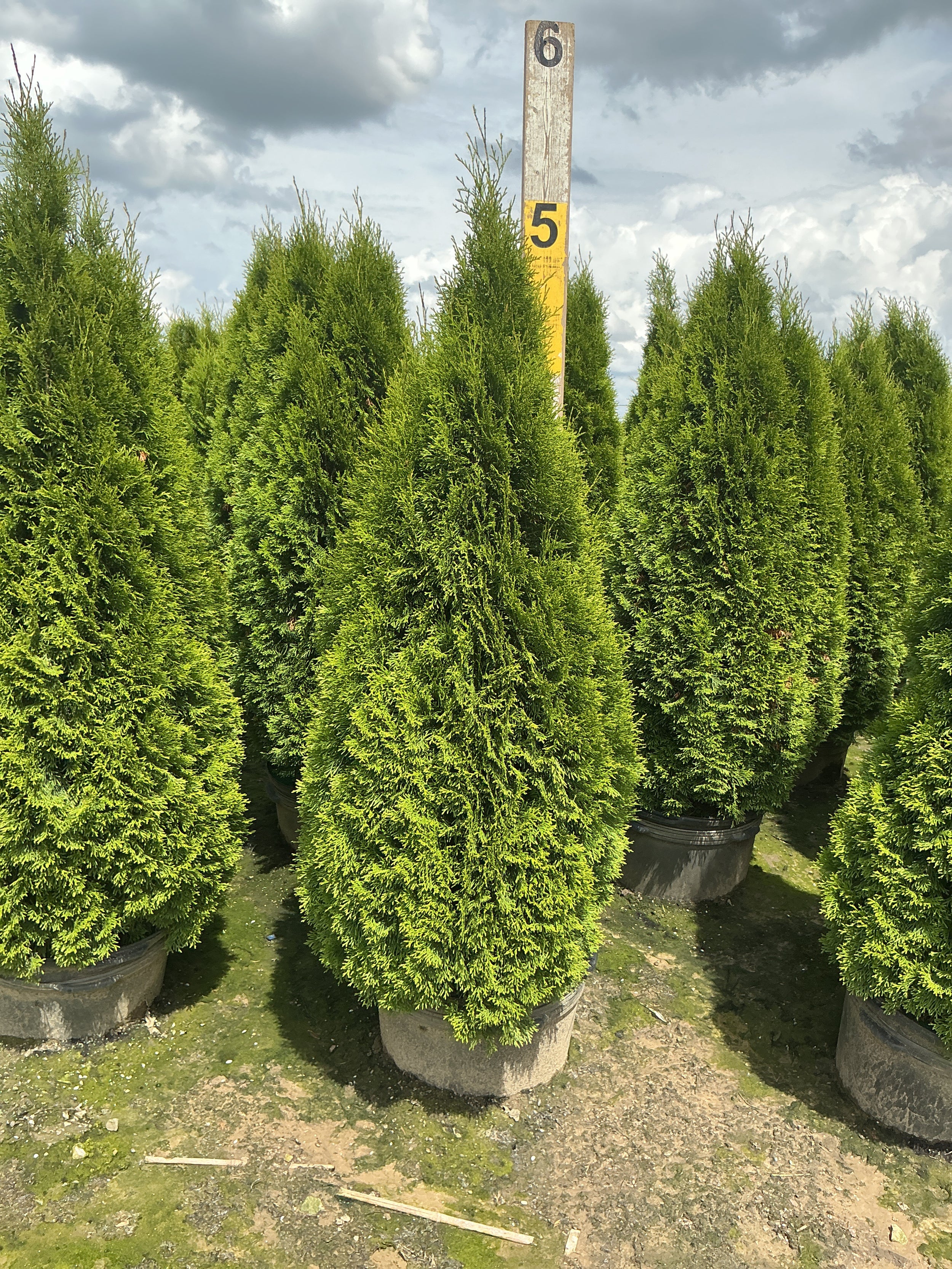 Thuja occidentalis 'Smaragd'
