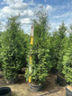 Thuja occidentalis 'Wintergreen'