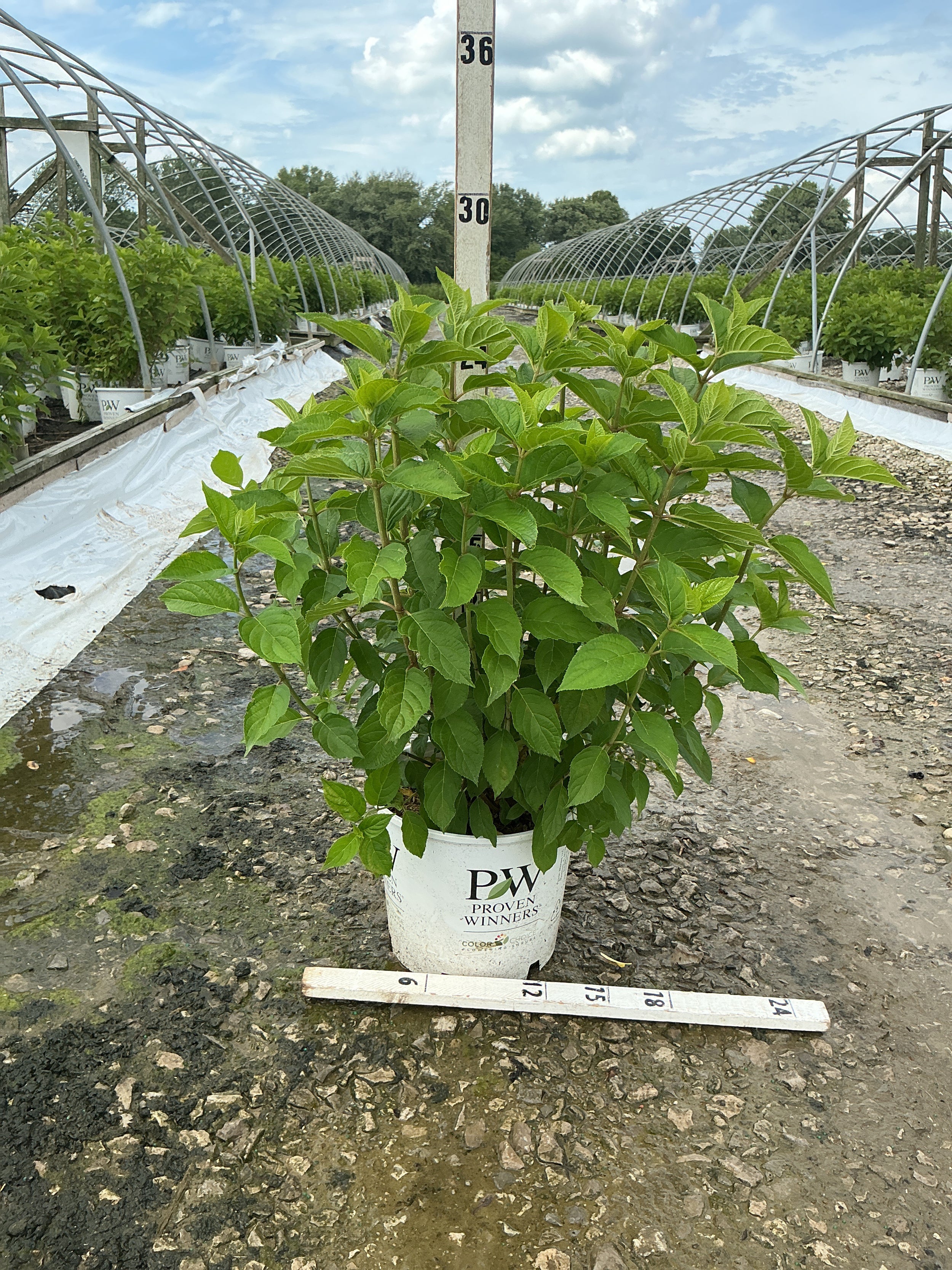 Hydrangea paniculata 'Zwijnenburg'