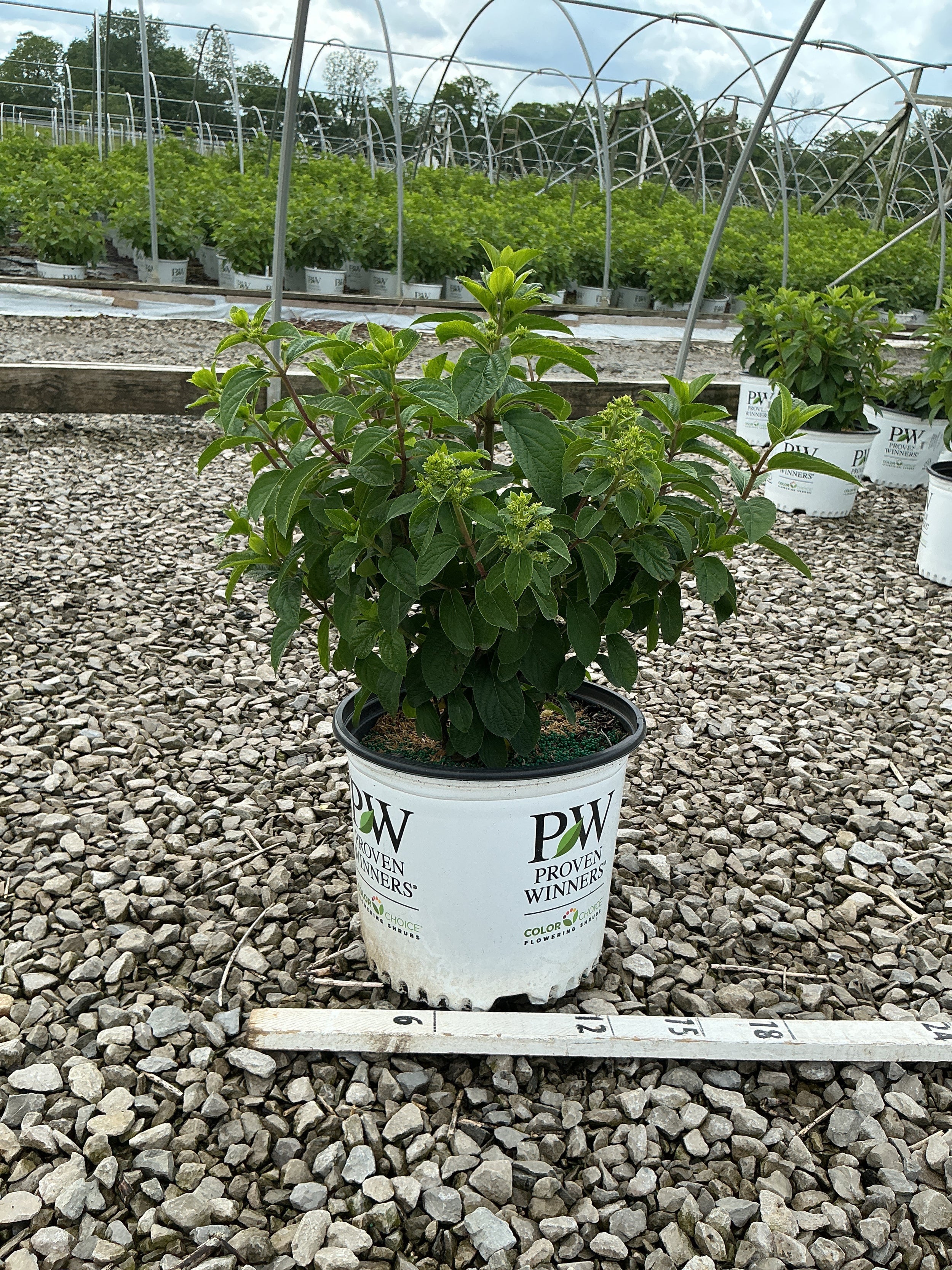 Hydrangea paniculata 'Bobo'