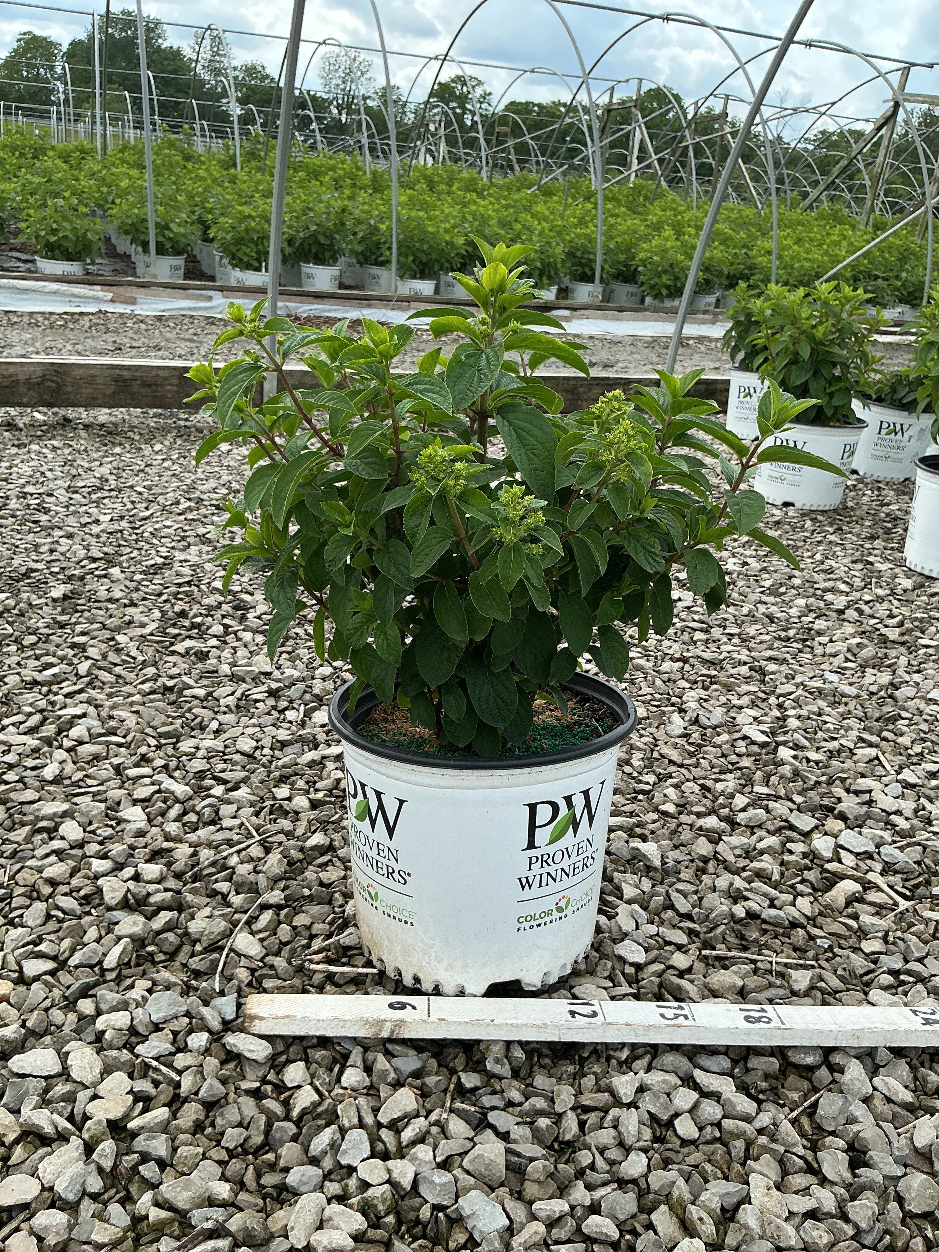 Hydrangea paniculata 'Bobo'
