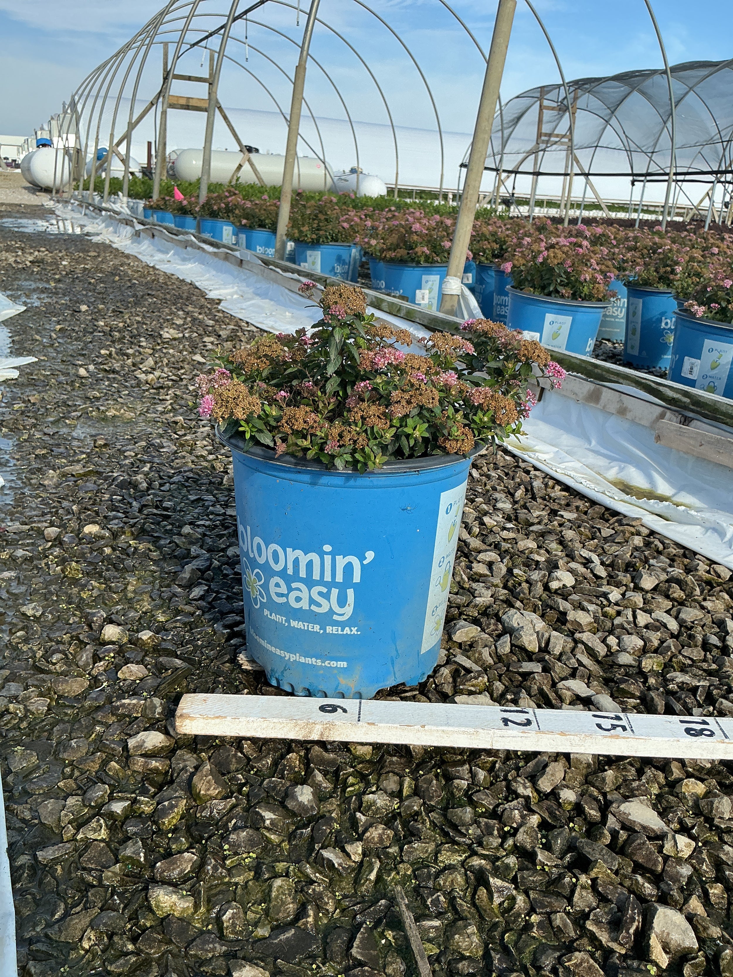 Spiraea poprocks 'Petite'