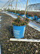 Spiraea poprocks 'Petite'