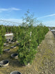 Thuja occidentalis 'American Pillar'