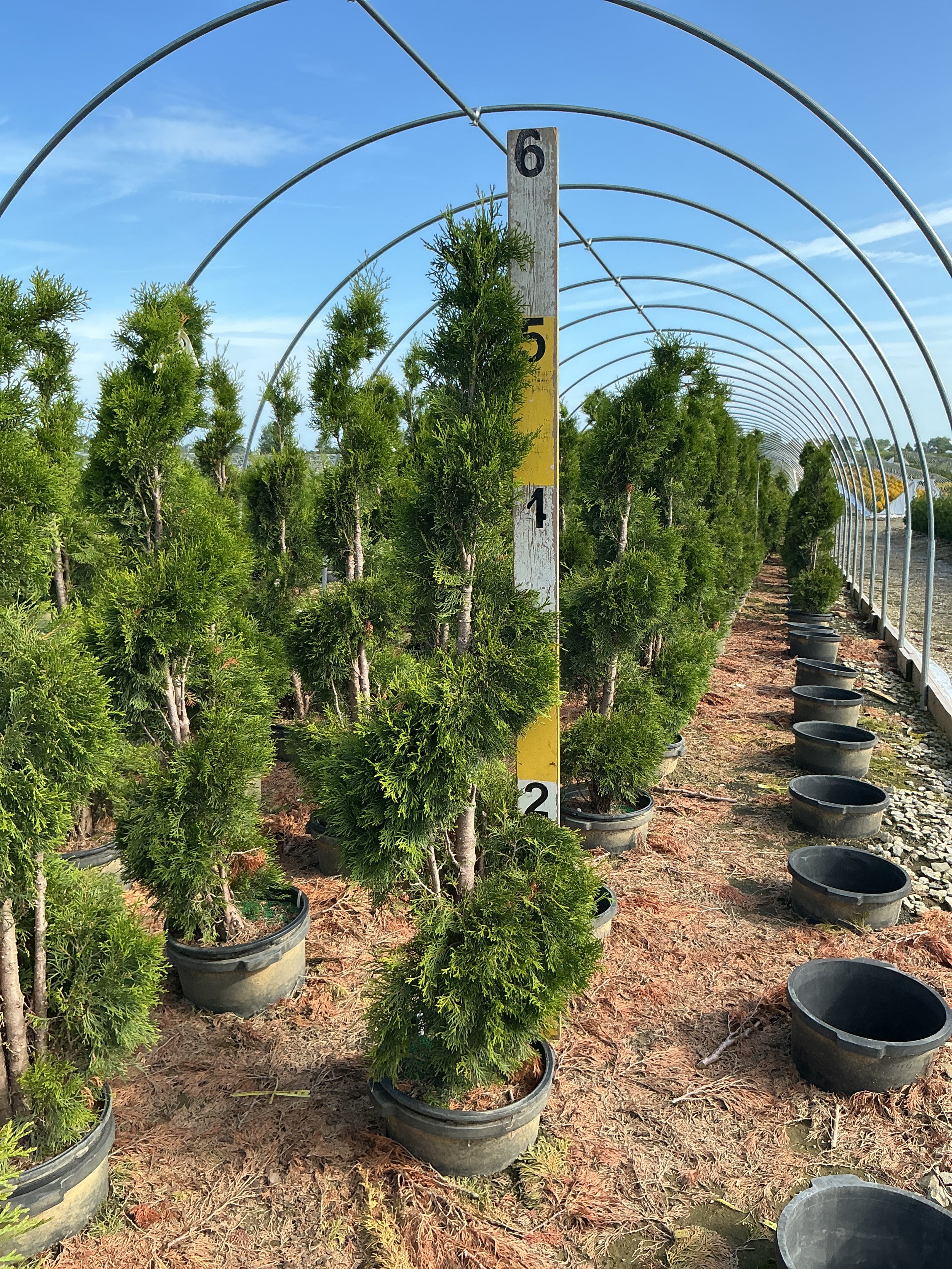 Thuja occidentalis 'Smaragd'