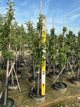 Malus 'Fruit Gold. Sentinel Columnar'