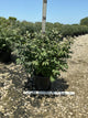 Euonymus alatus 'Compactus'