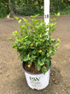Hibiscus syriacus 'Notwoodtwo'