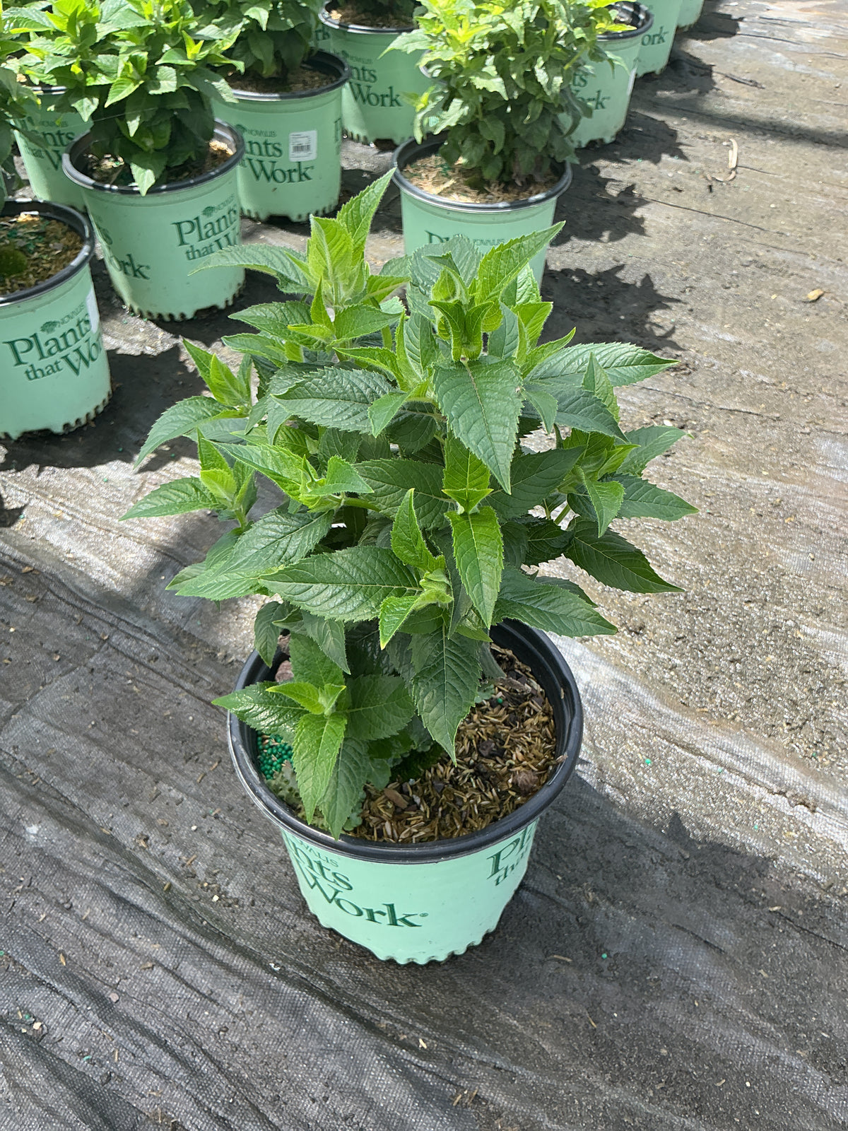 Monarda pocahontas 'Pink'