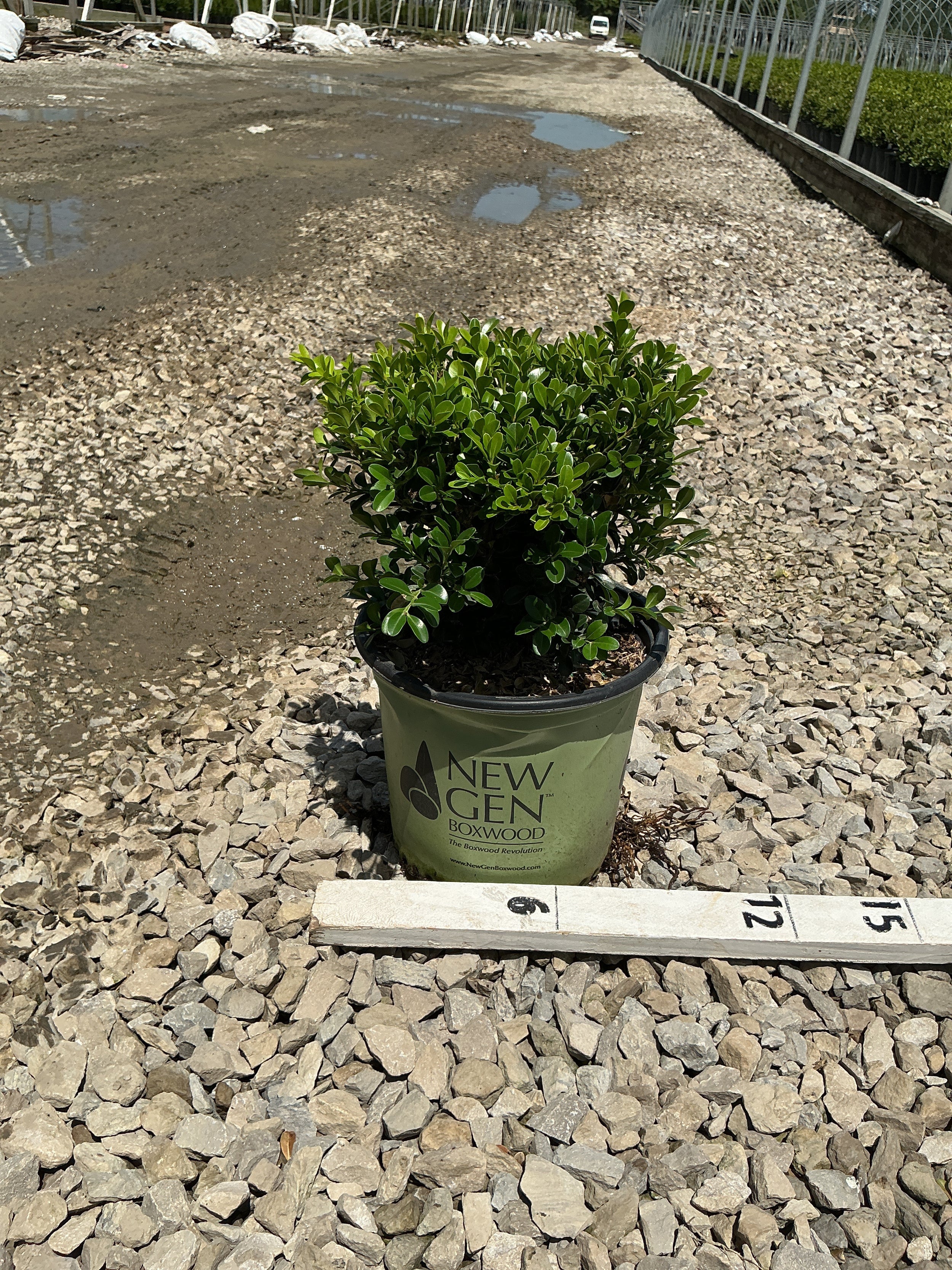 Buxus newgen 'Independence'