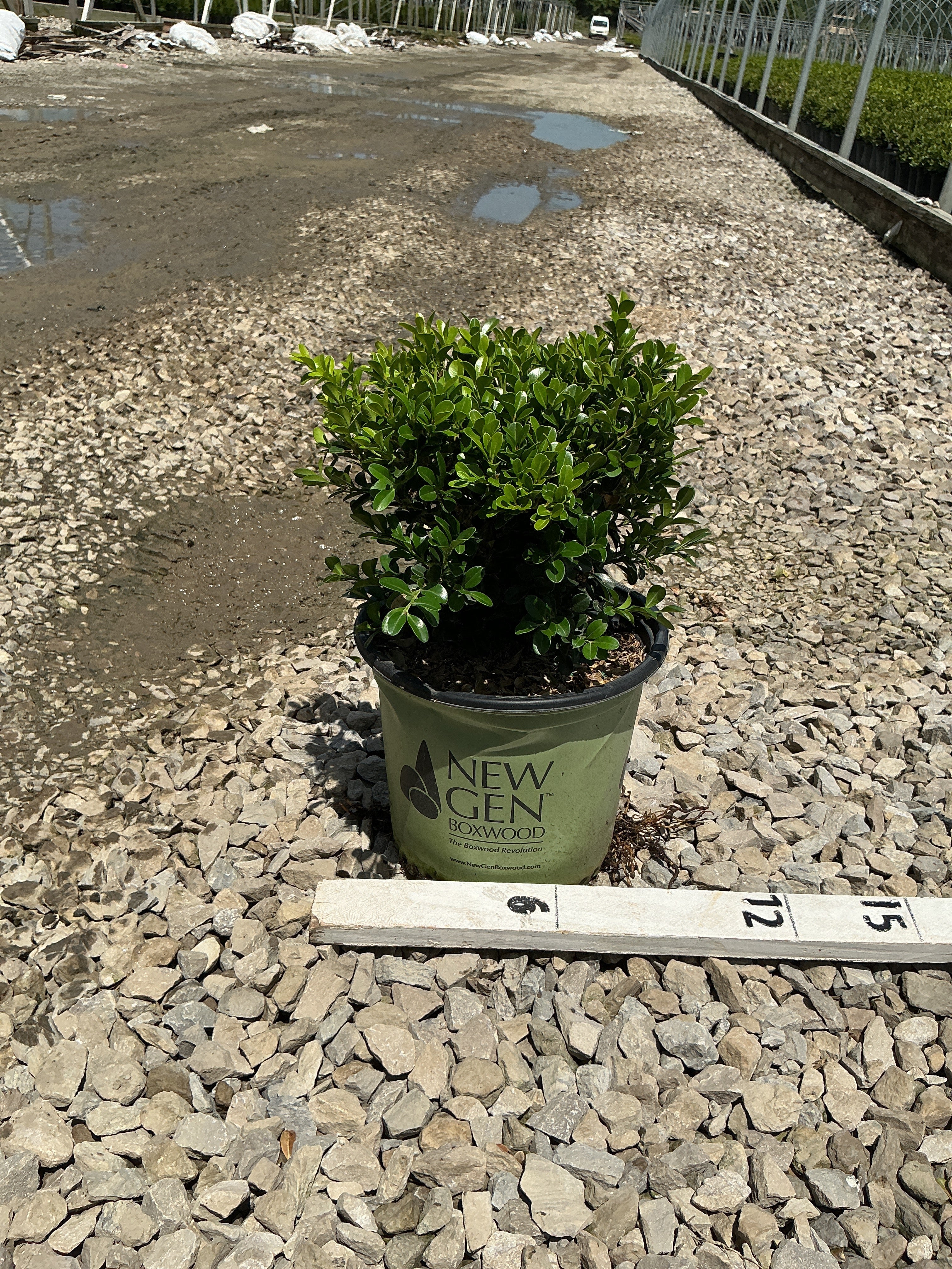 Buxus newgen 'Independence'