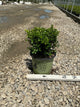 Buxus newgen 'Independence'