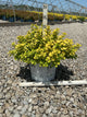 Spiraea BET 'Glow Girl'