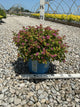 Spiraea JAP 'Rainbow Fizz'