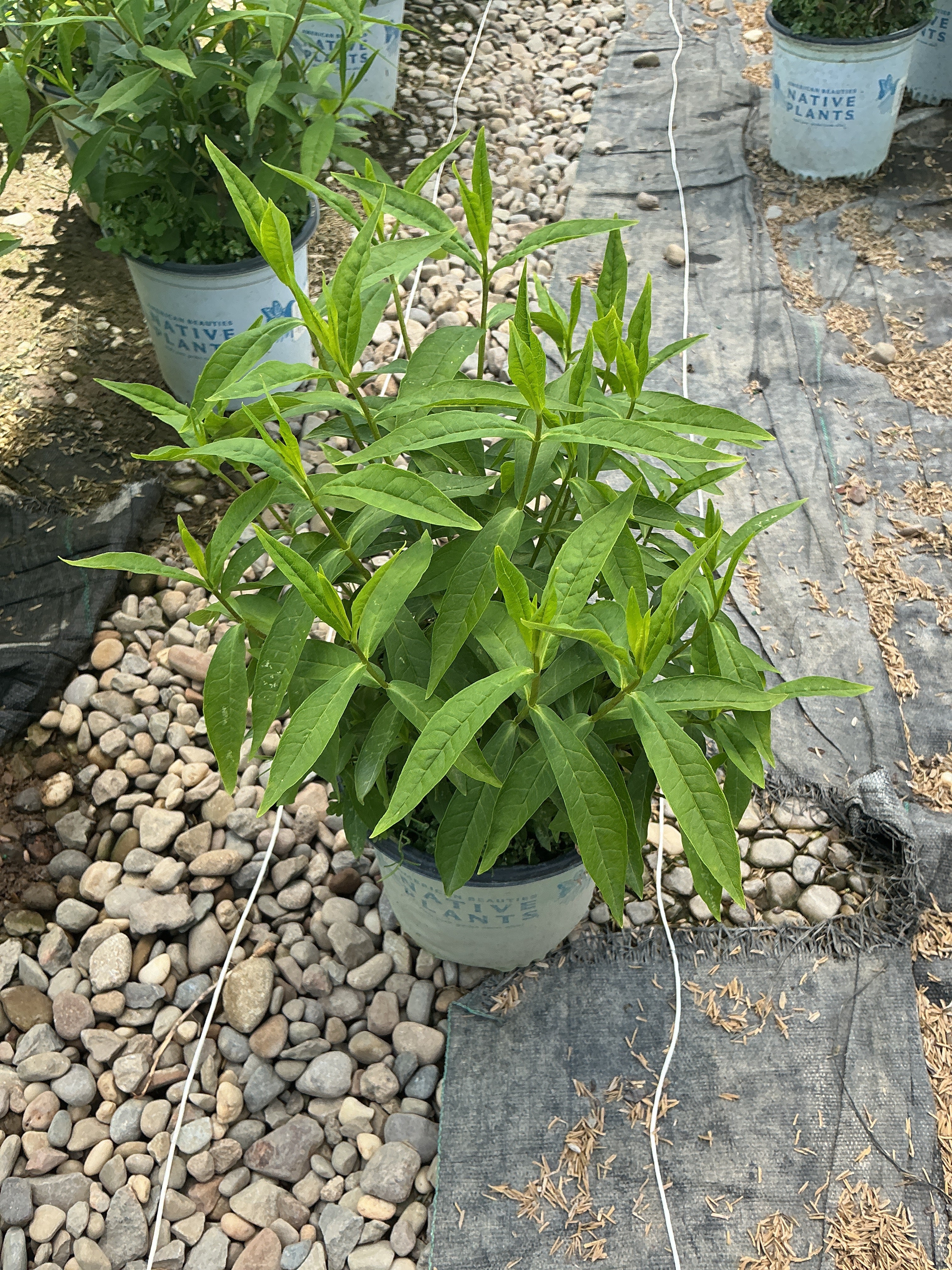 Phlox paniculata 'Jeana'
