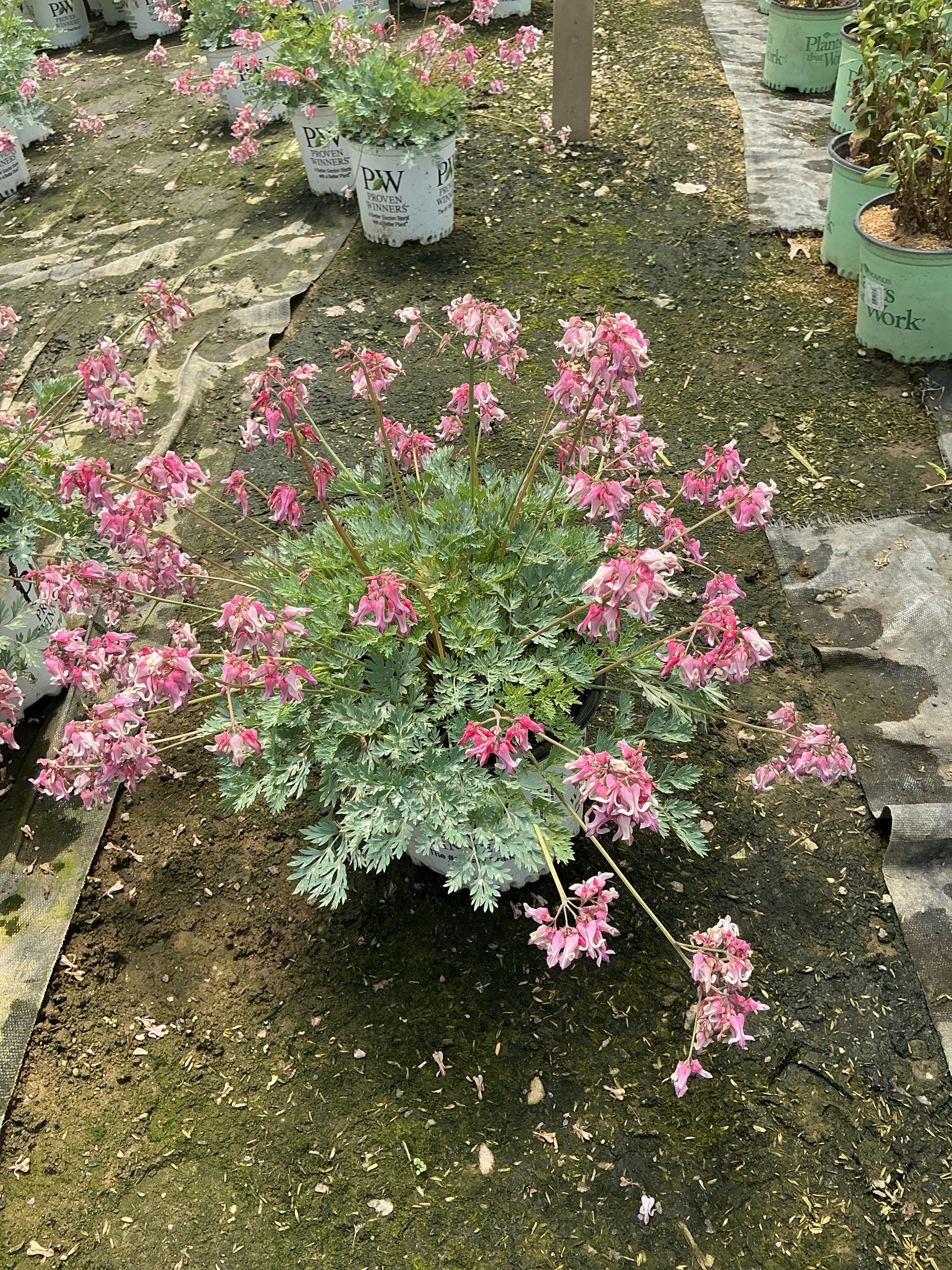Dicentra 'Pink Diamonds'