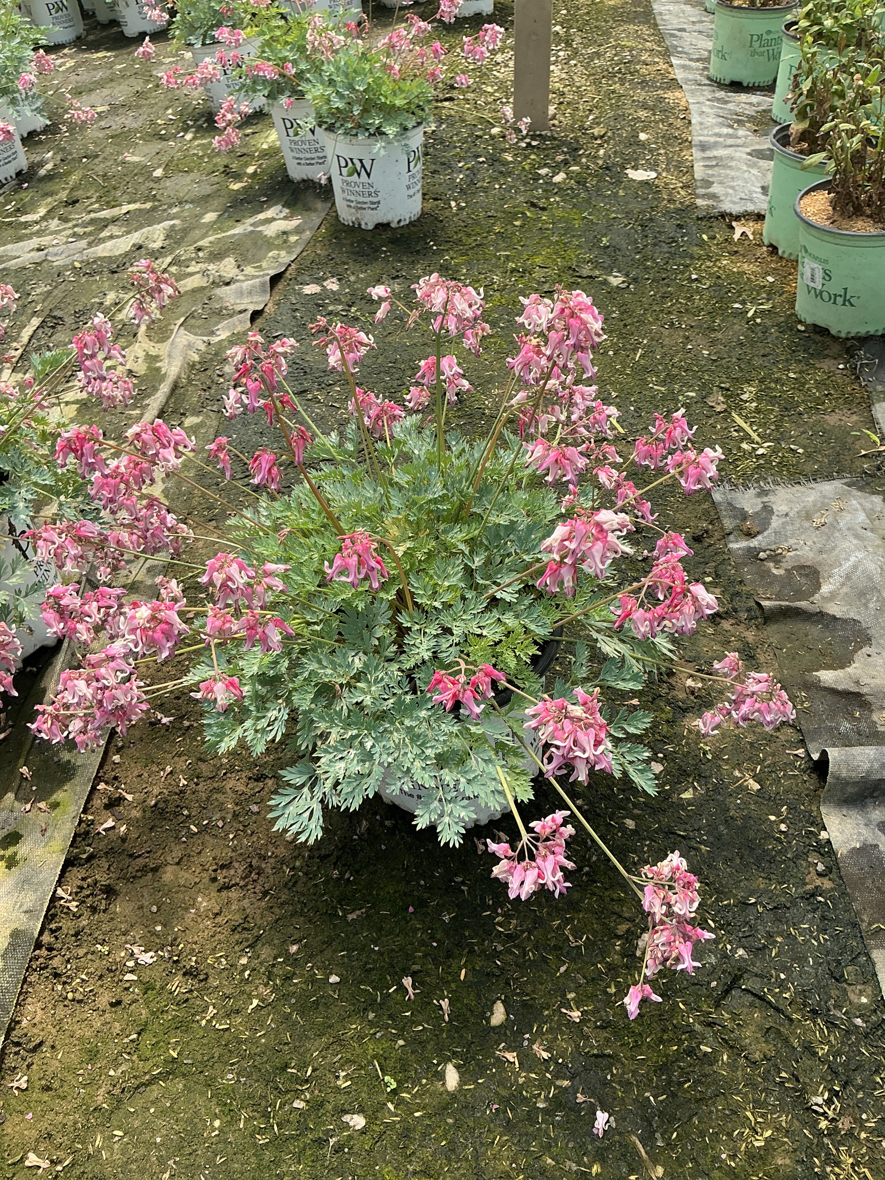 Dicentra 'Pink Diamonds'