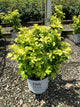 Hibiscus syriacus 'Minpapan1'