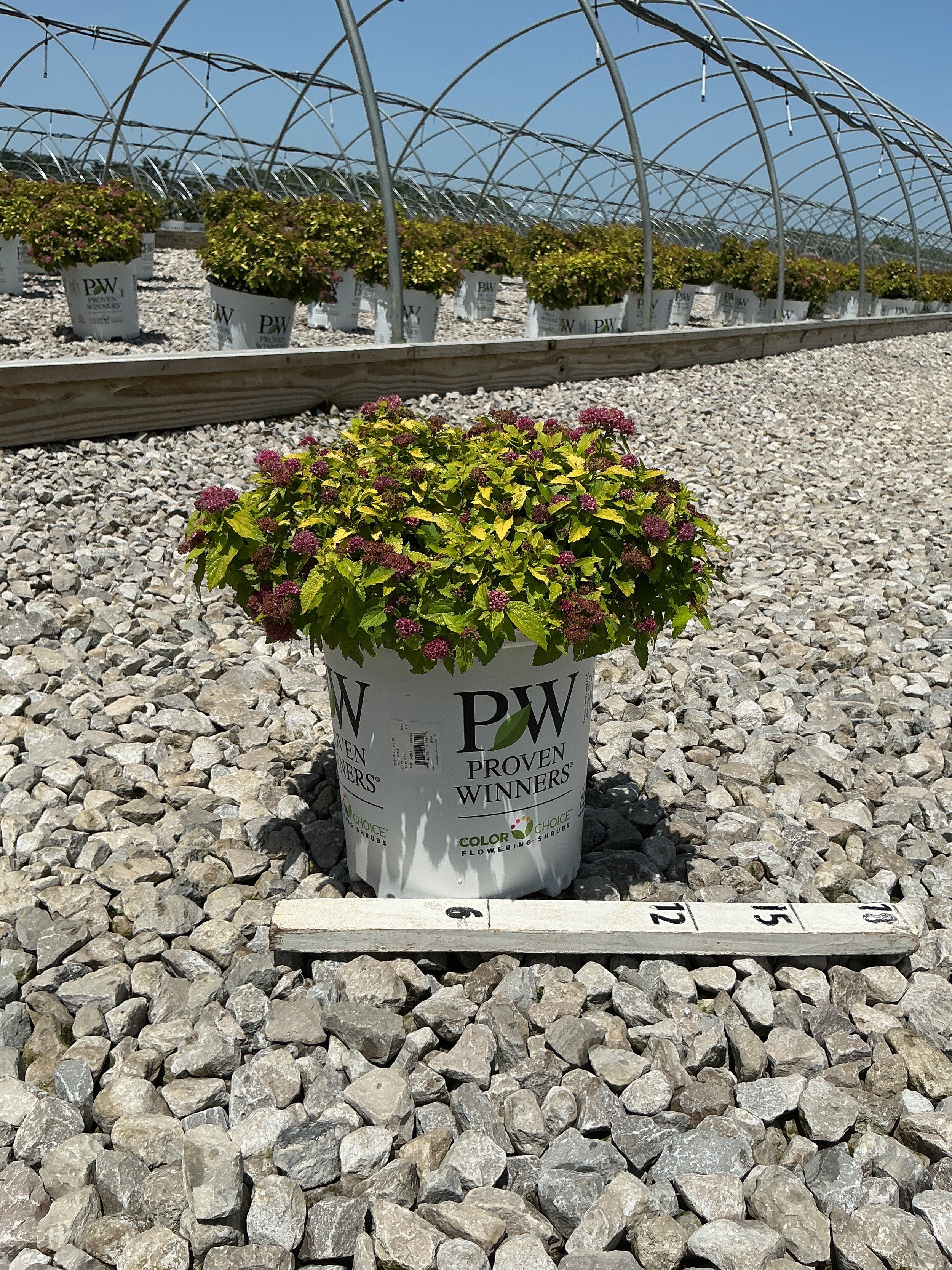 Spiraea japonica 'Yan'