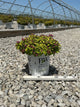 Spiraea japonica 'Yan'