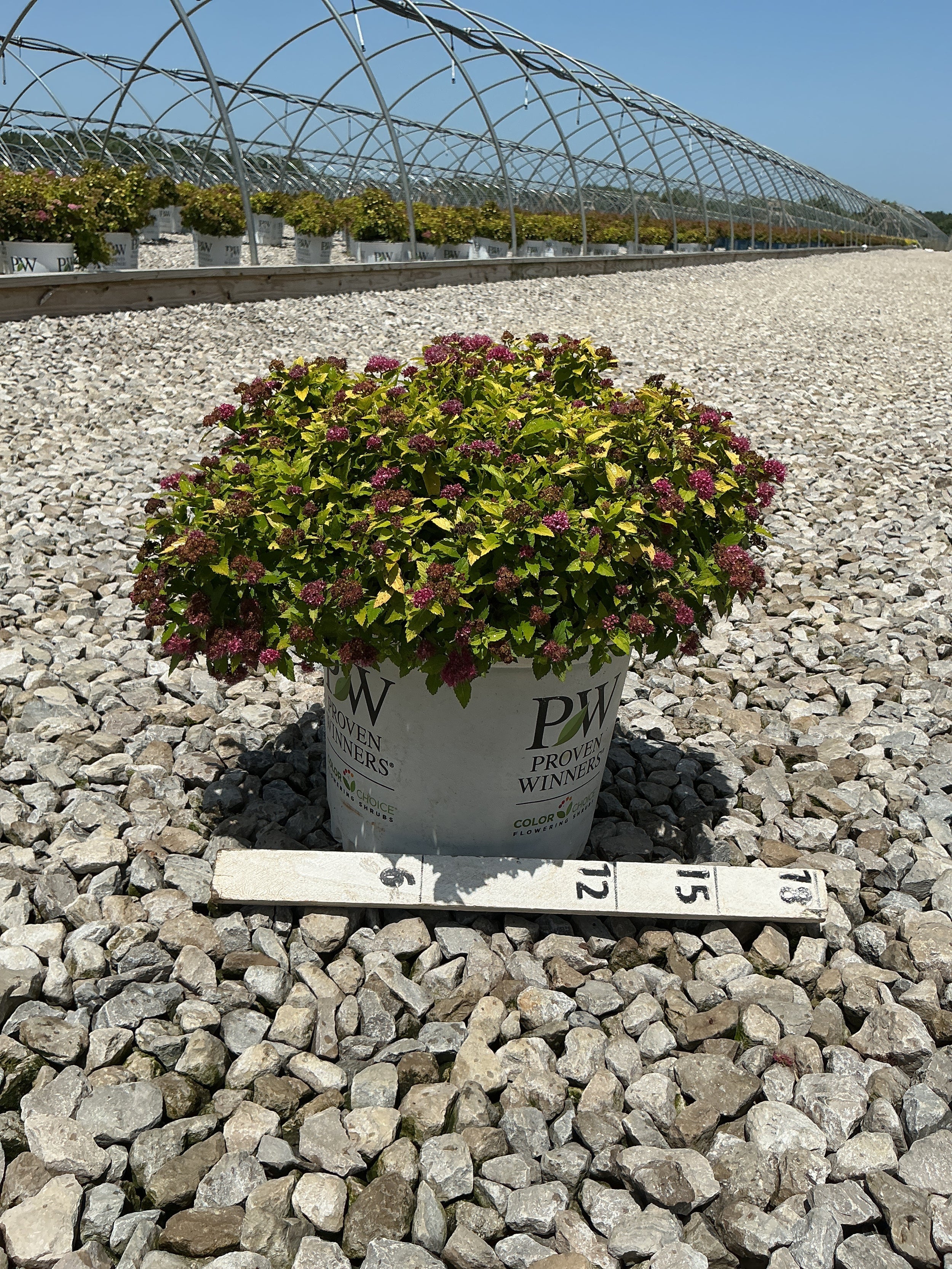 Spiraea japonica 'Yan'