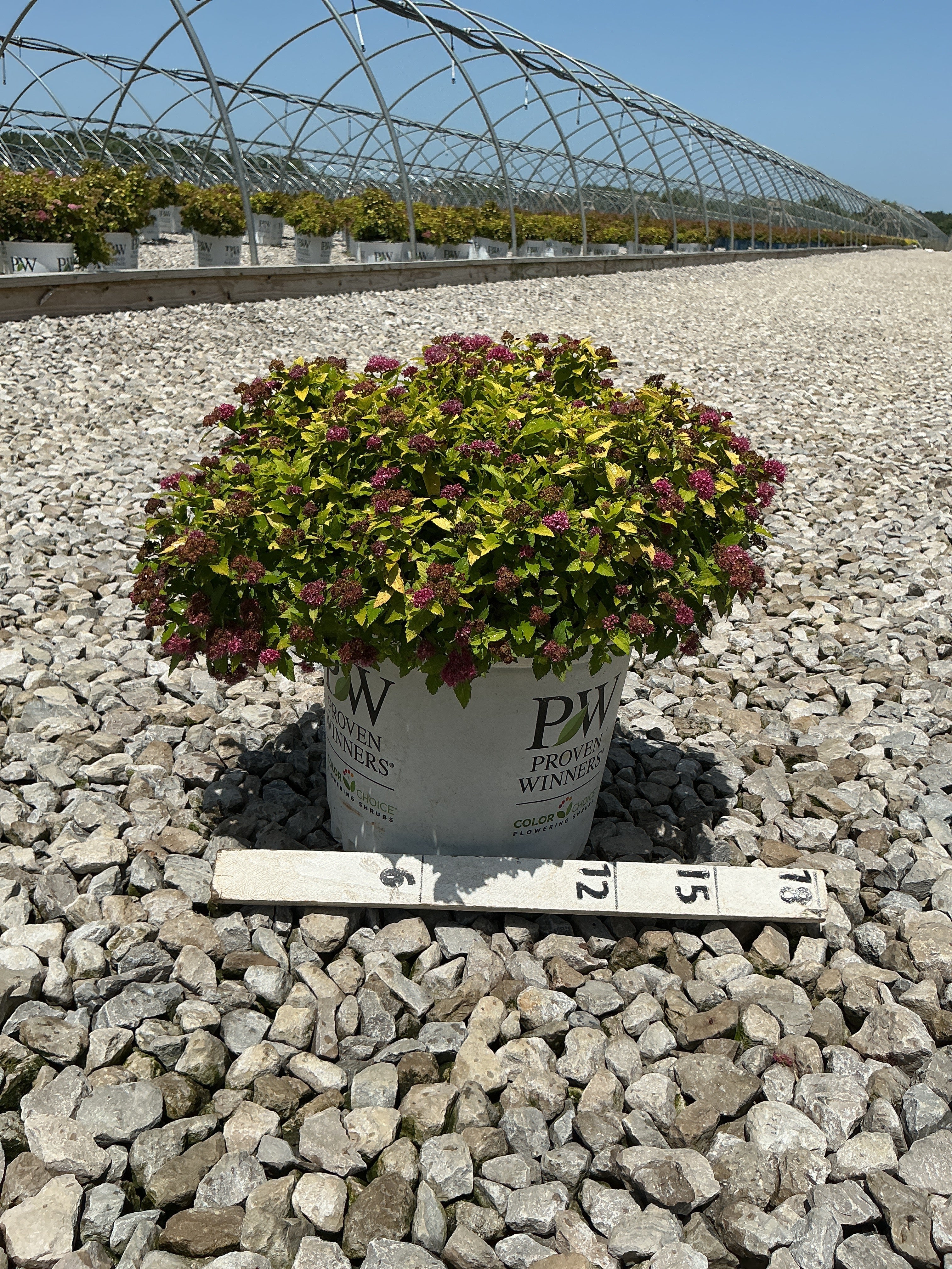Spiraea japonica 'Yan'