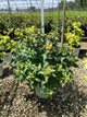Diervilla lonicera 'Ru-Bee Wren'