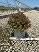 Spiraea JAP 'Dbl Play Dolly'