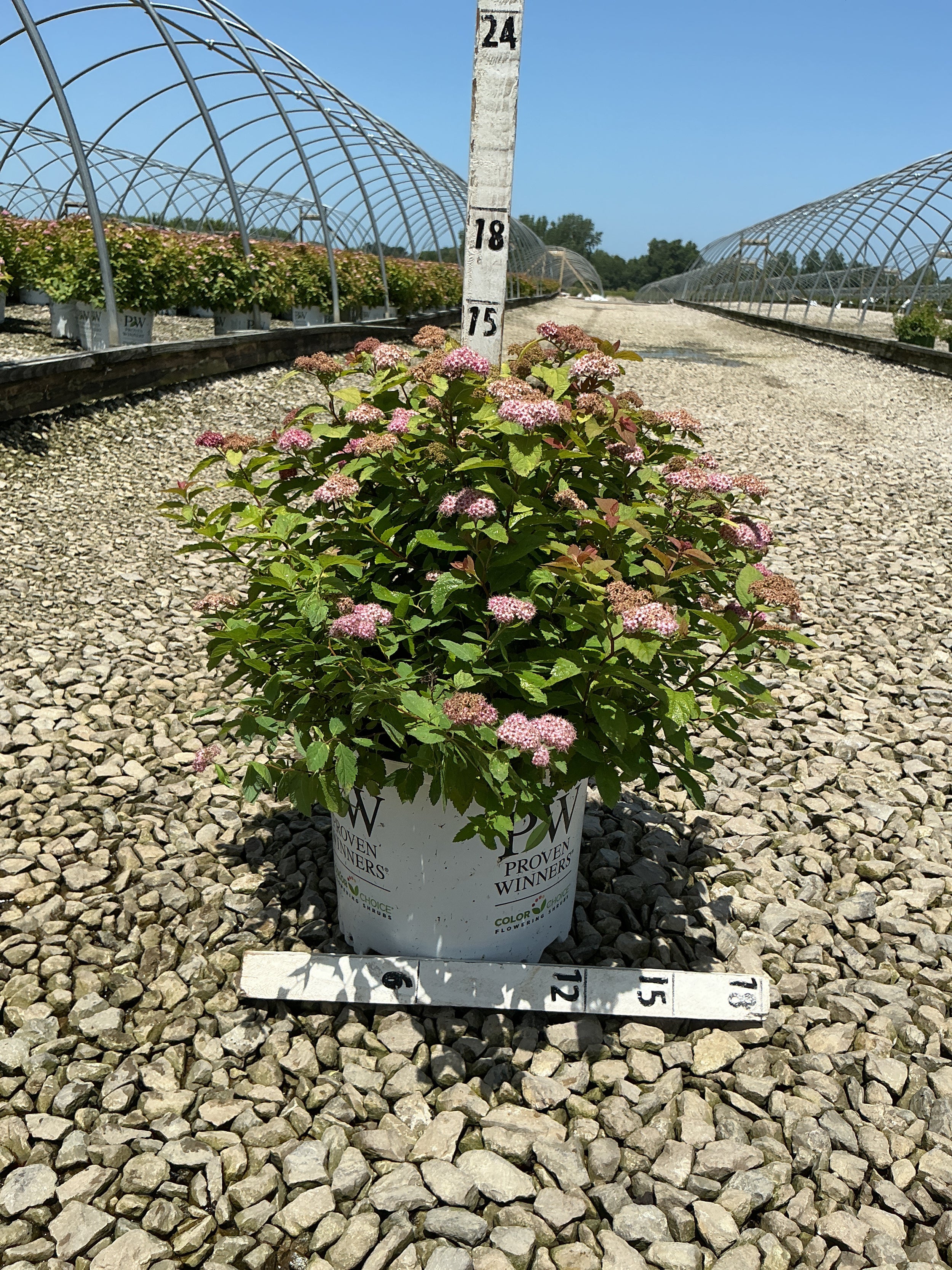 Spiraea japonica 'Tracy'