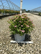 Spiraea japonica 'Tracy'