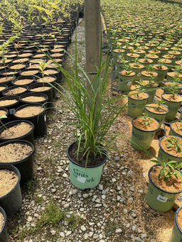 Miscanthus sinensis 'Lady in Red'