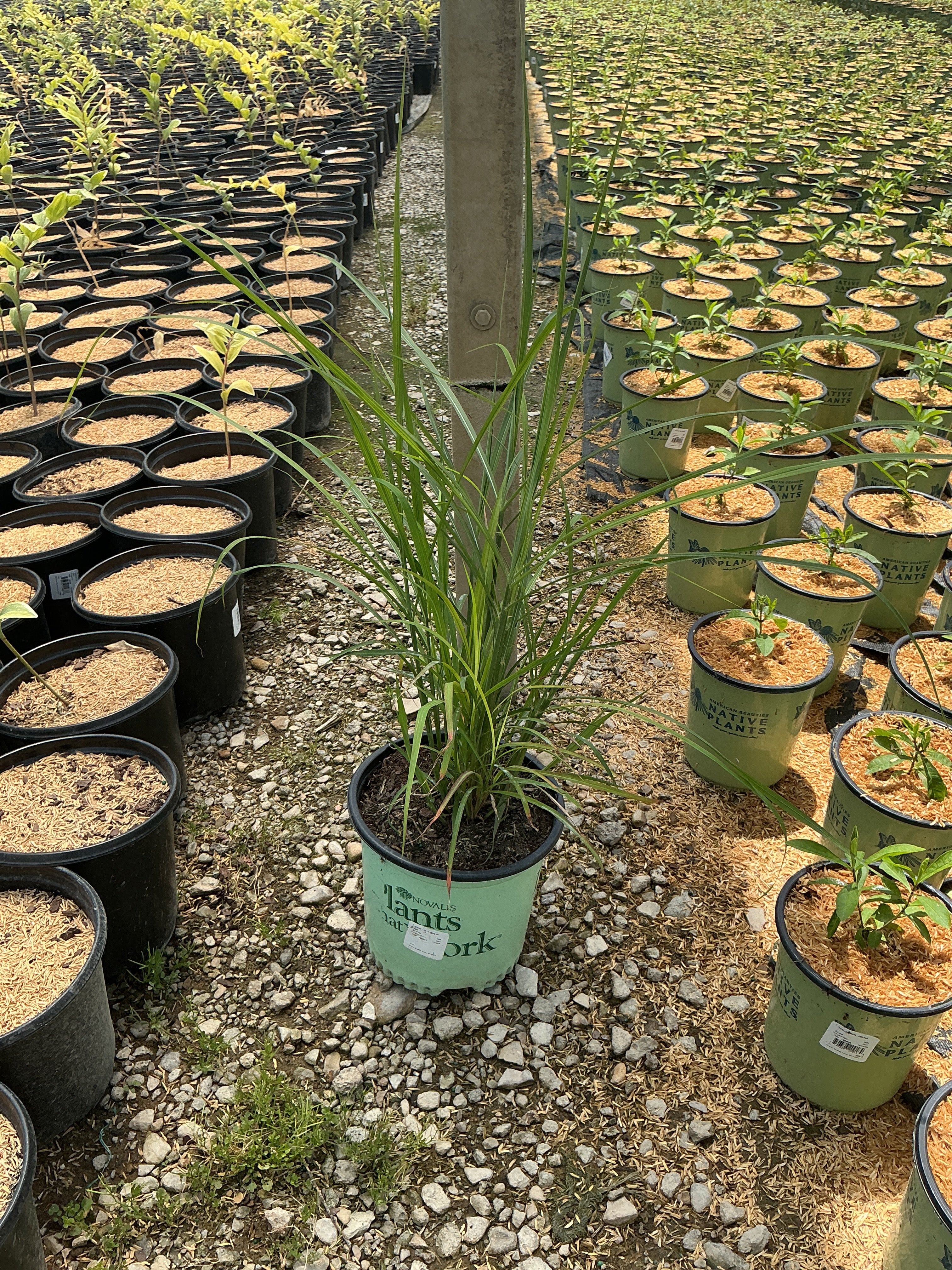 Miscanthus sinensis 'Lady in Red'