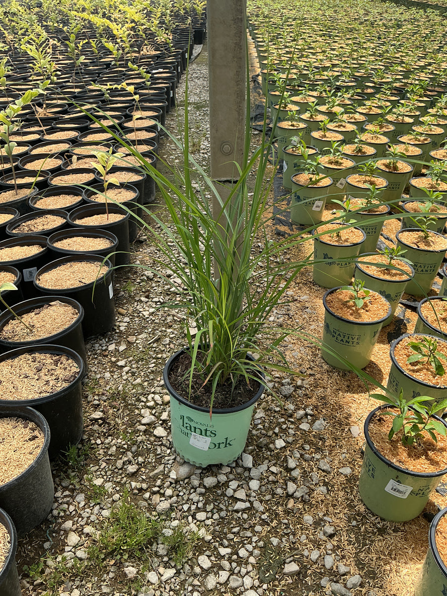 Miscanthus sinensis 'Lady in Red'