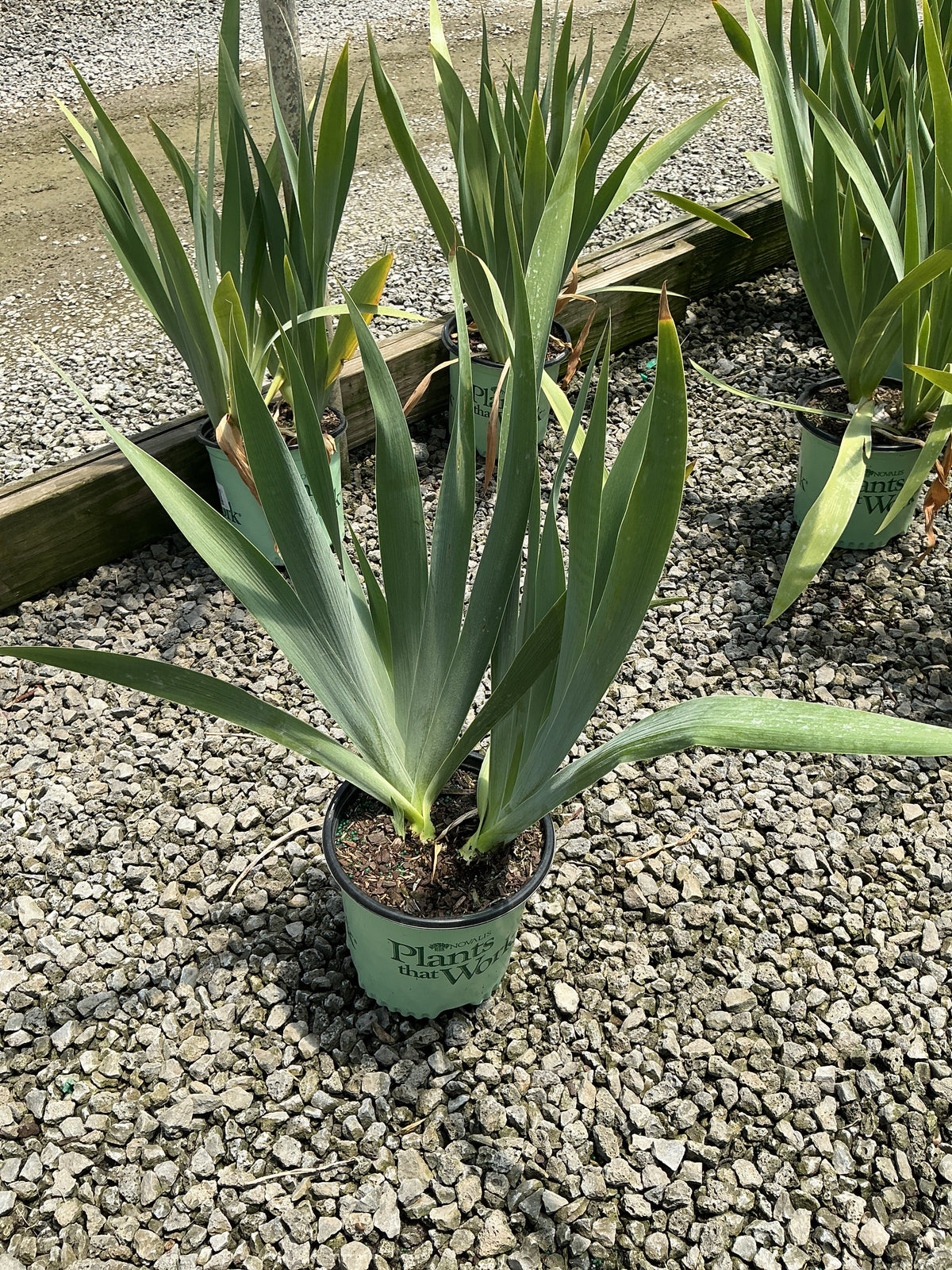 Iris germanica 'My Friend Jonathan'