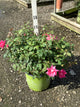 Rosa K.O 'Radtkopink'