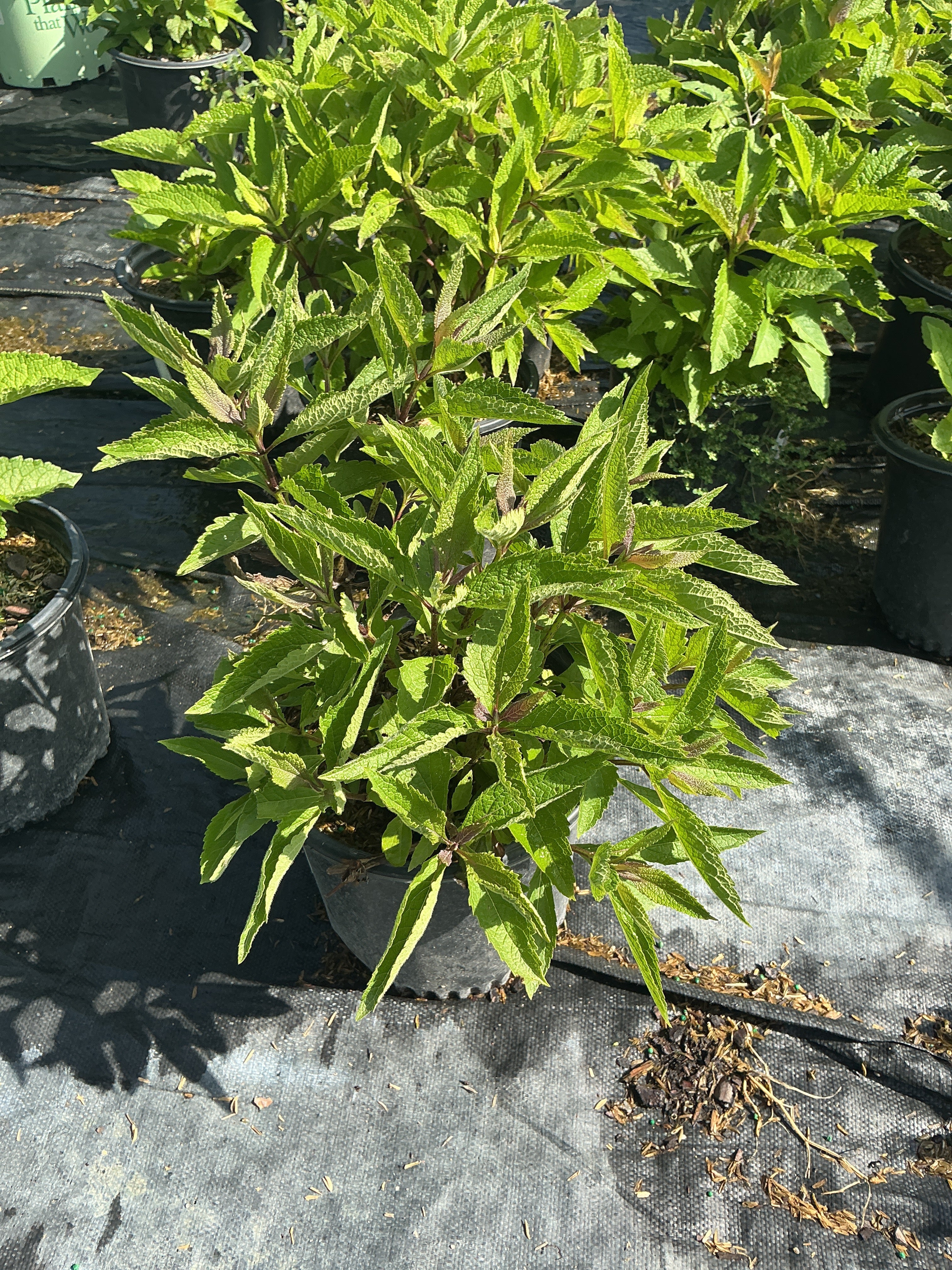Eupatorium P 'Euphoria Ruby'