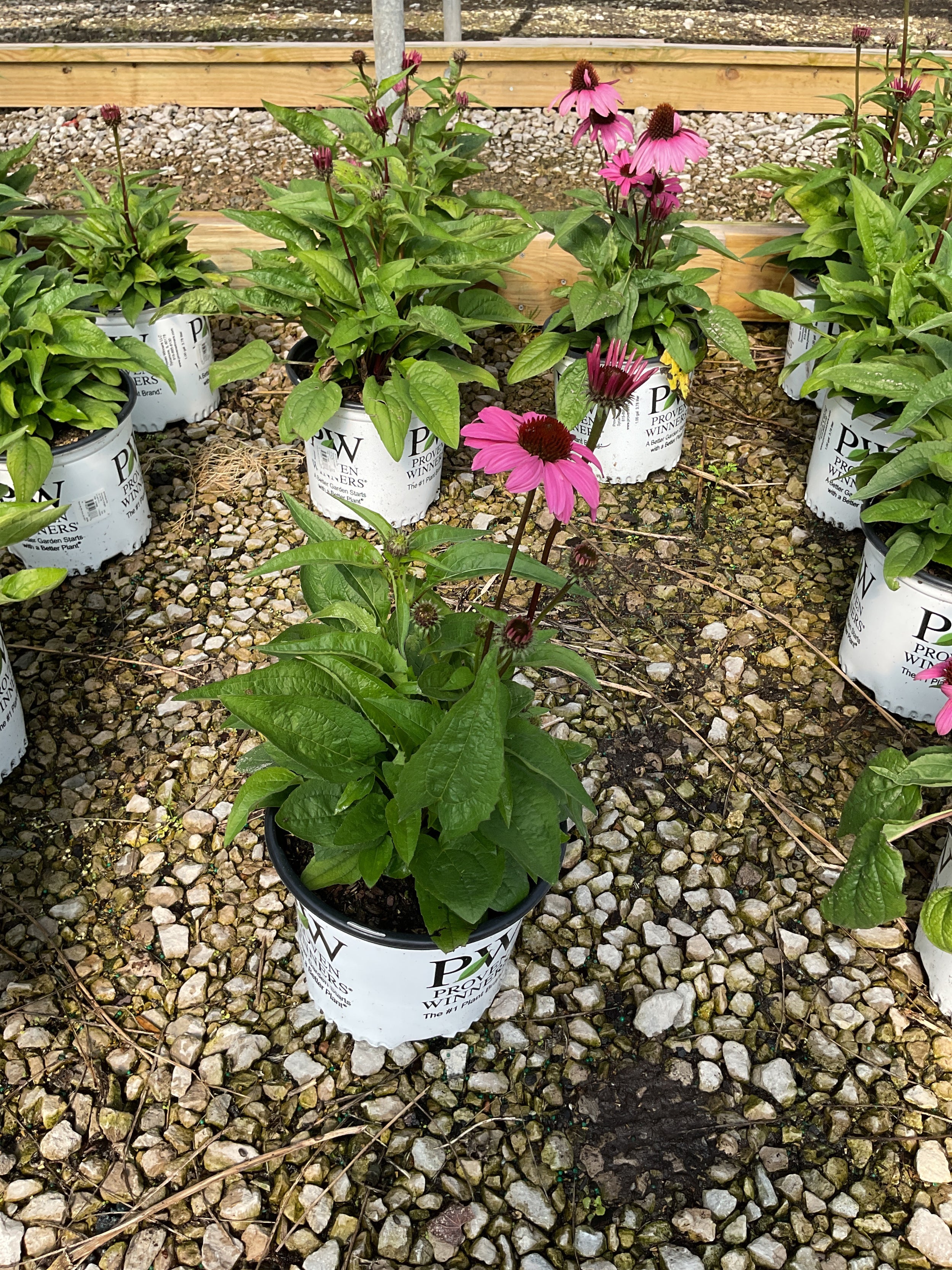 Echinacea hybrid ‘The Fuchsia is Bright’
