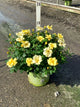 Rosa K.O 'Radsunny'